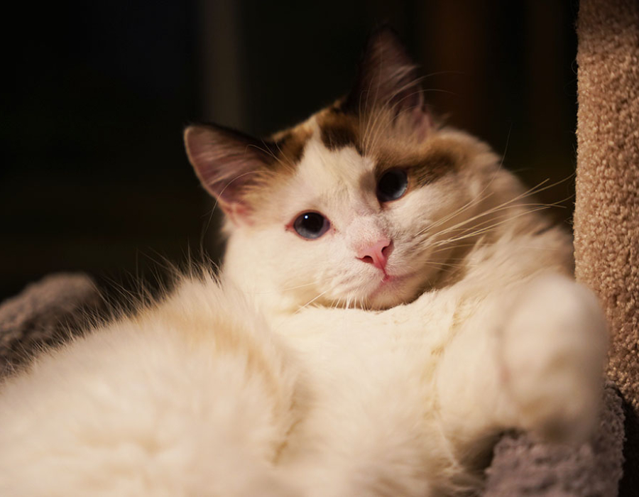 mochi1